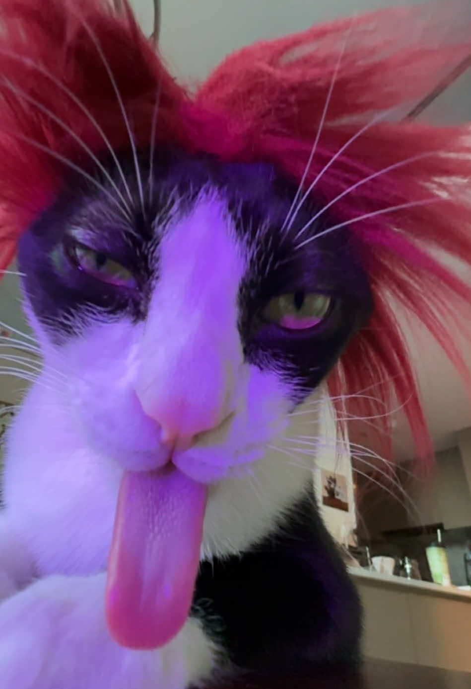 @Licking Cat