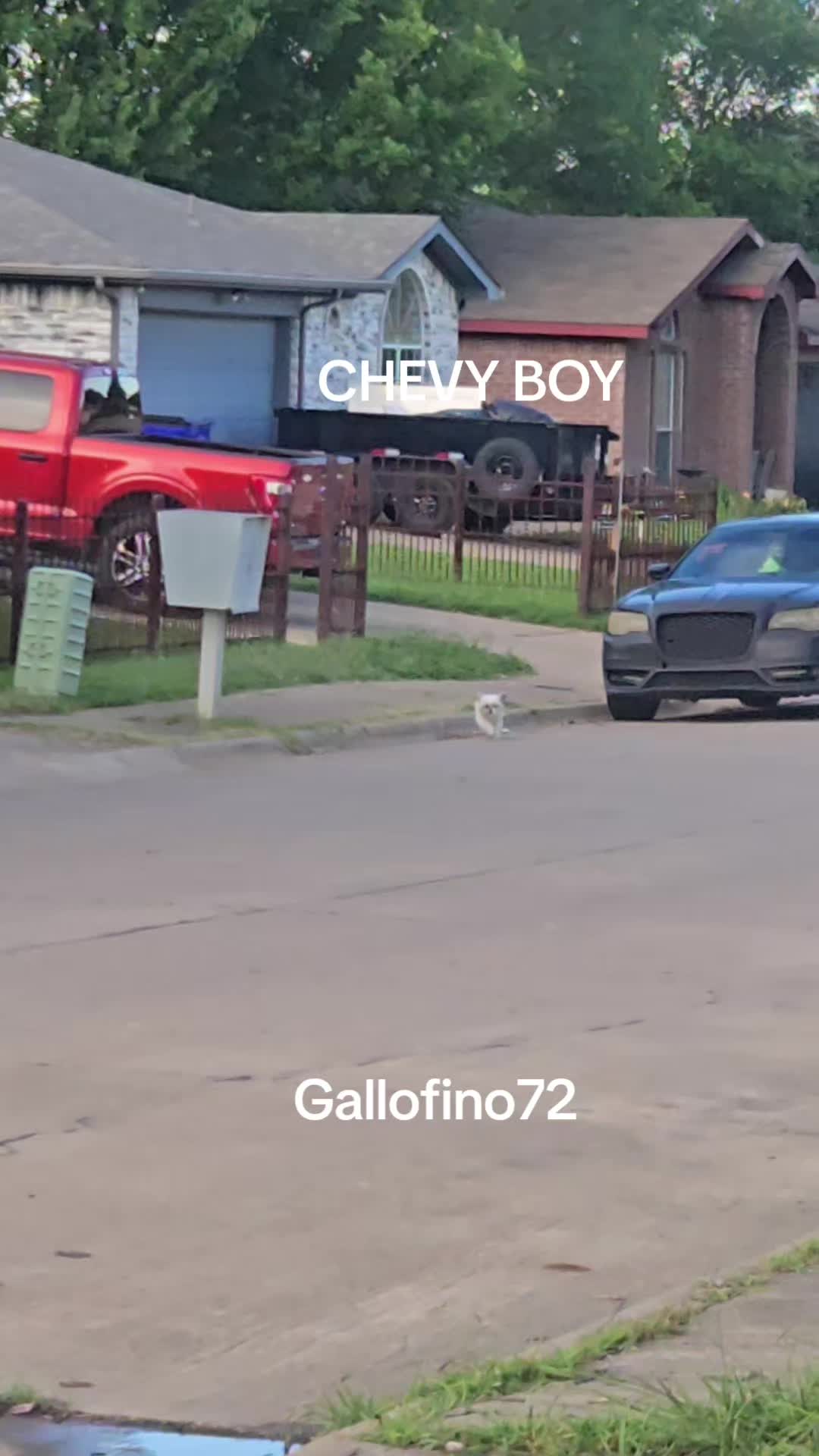 @ElGalloFino