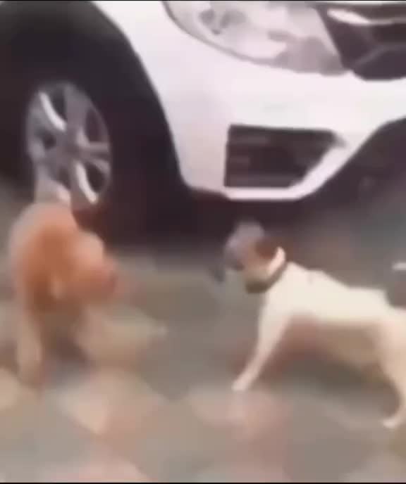 @K&ouml;m&uuml;r G&ouml;zl&uuml;m