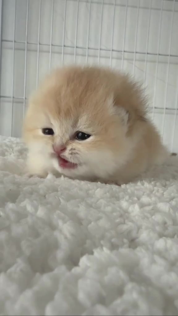 @catbosssss
