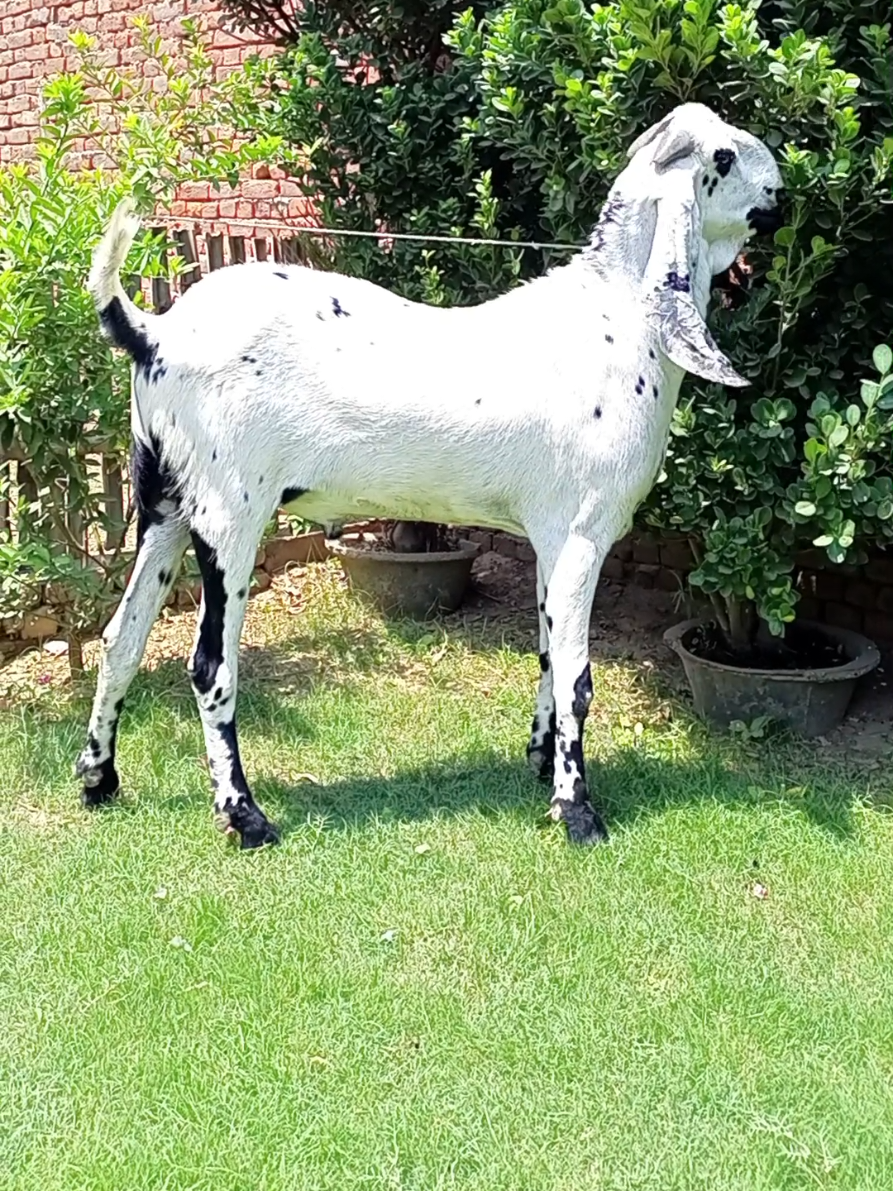 @Sheikh Goat & Cattle Farm