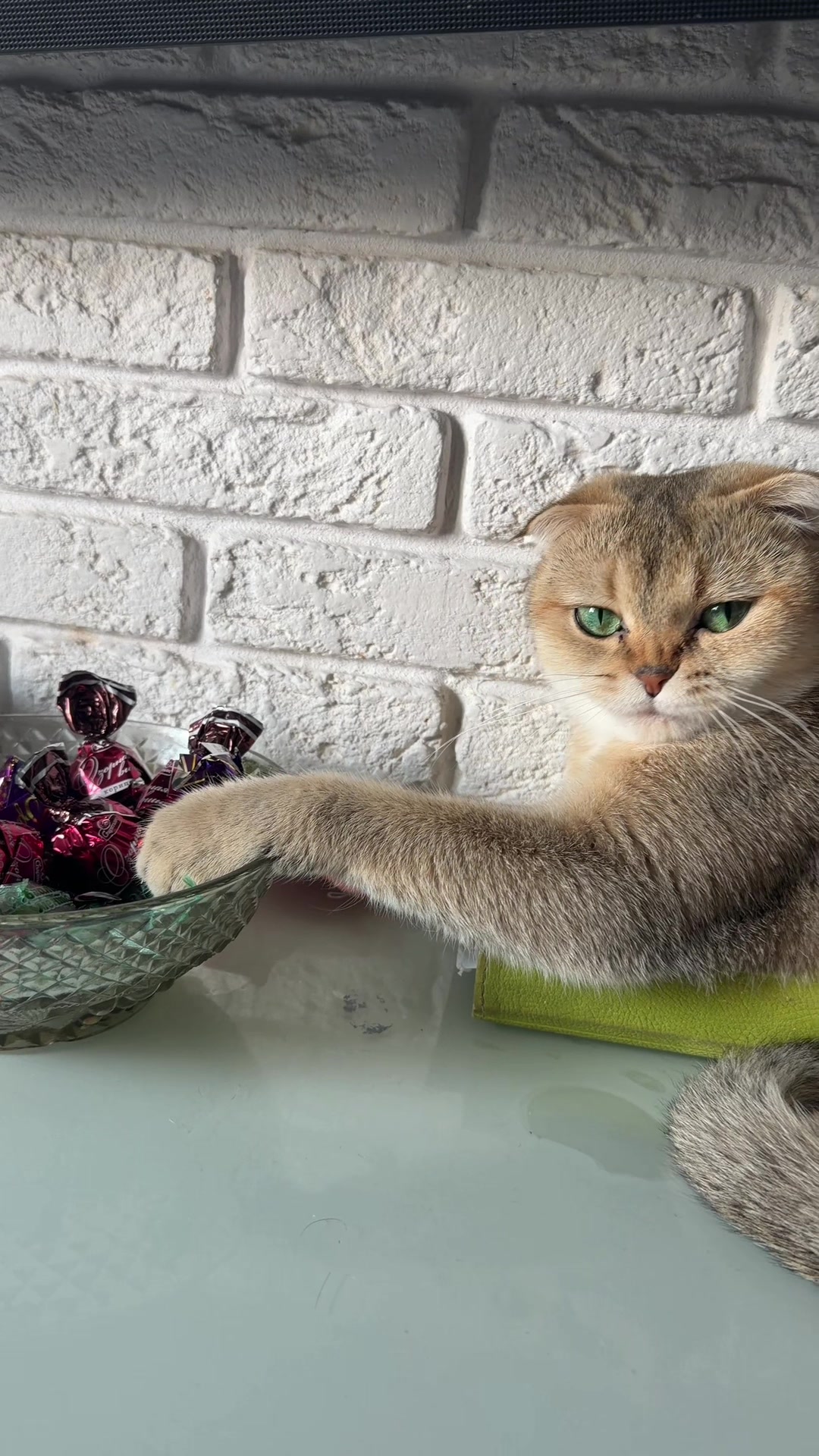 @Cat&Kittens