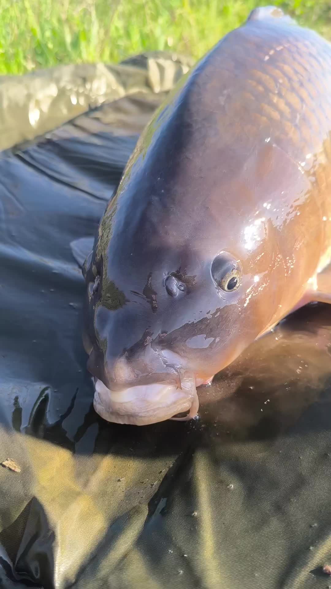 @Jocarpfishing