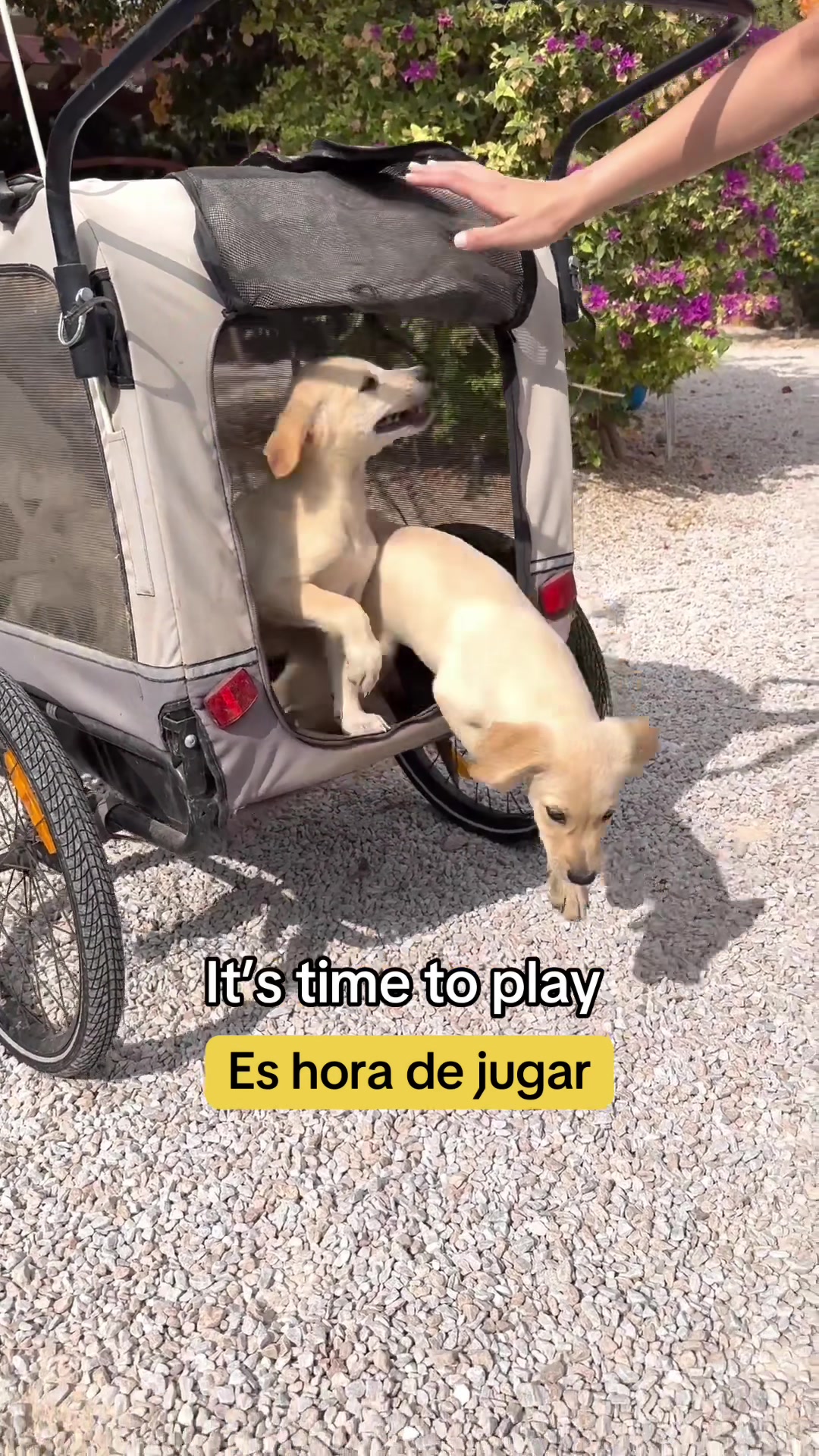 @Galgos del Sol