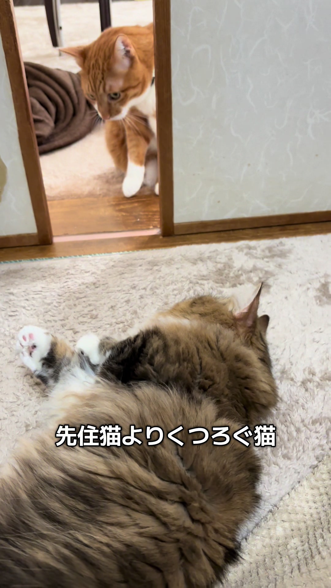 @ミヌエットのチャム