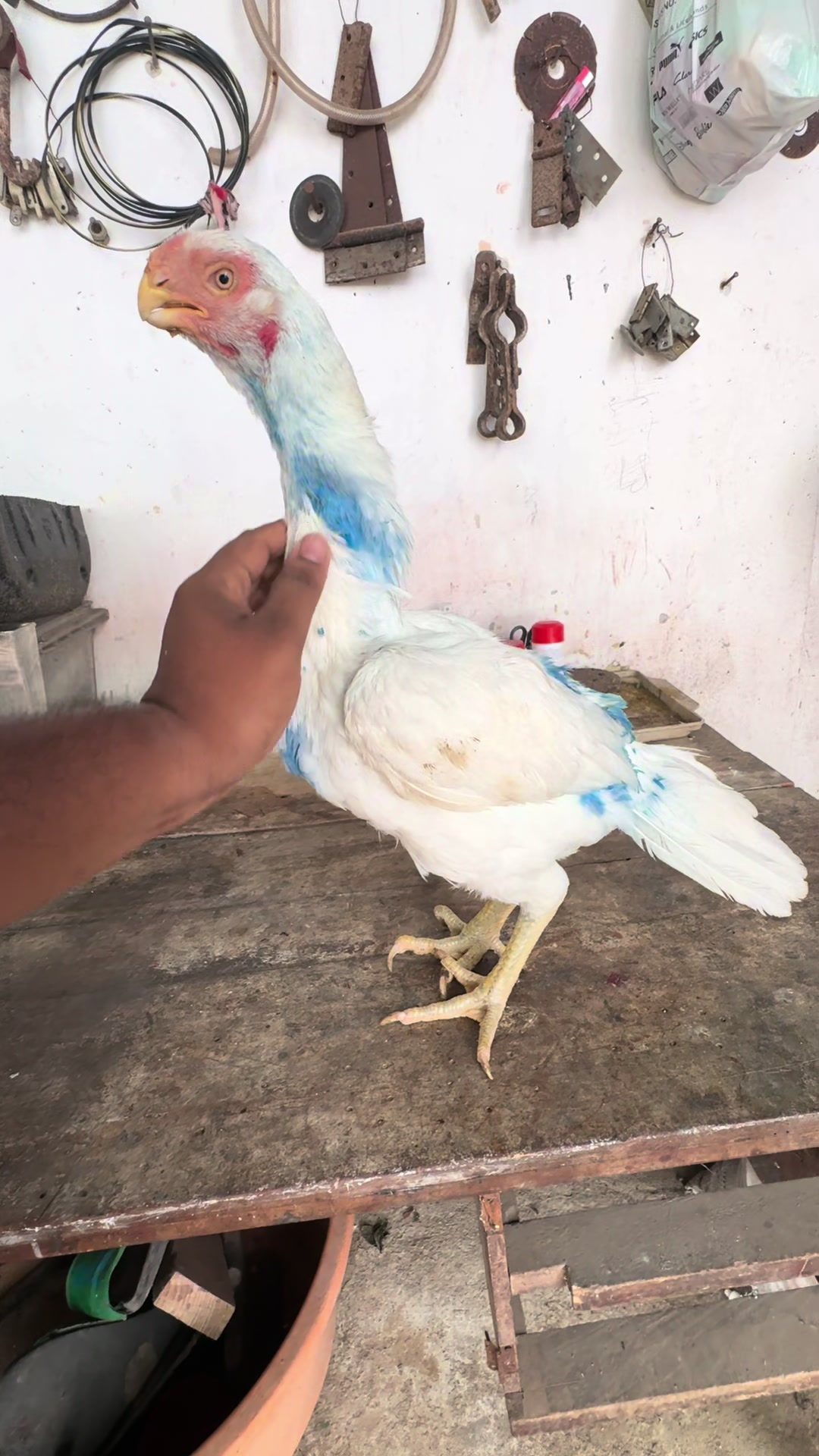 @Wattala_Parrotbeak_Longtail
