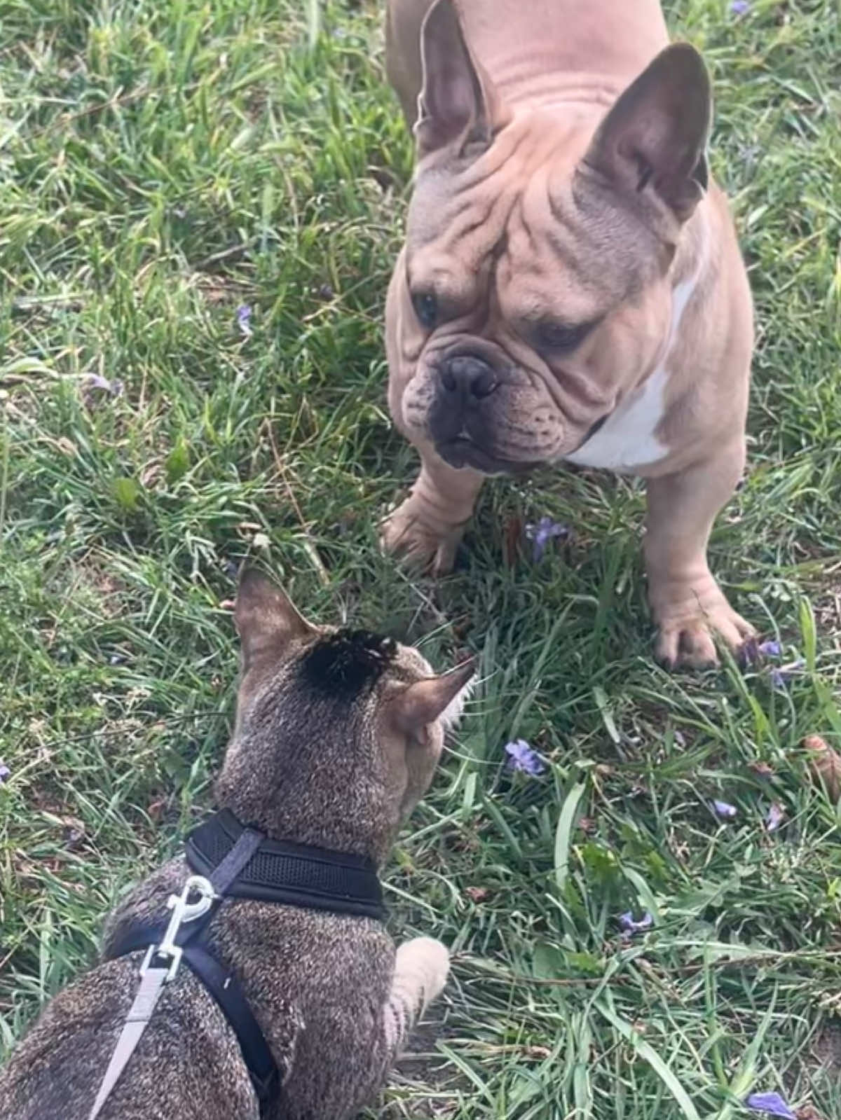 @🐾🐾🐾