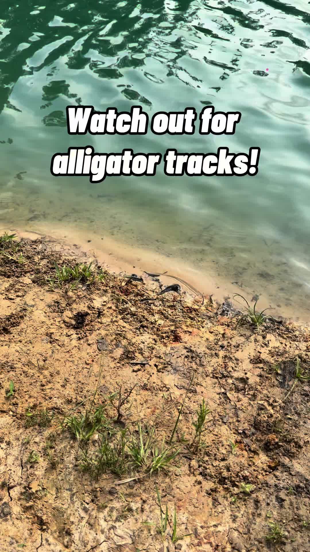 @Gator Country TX