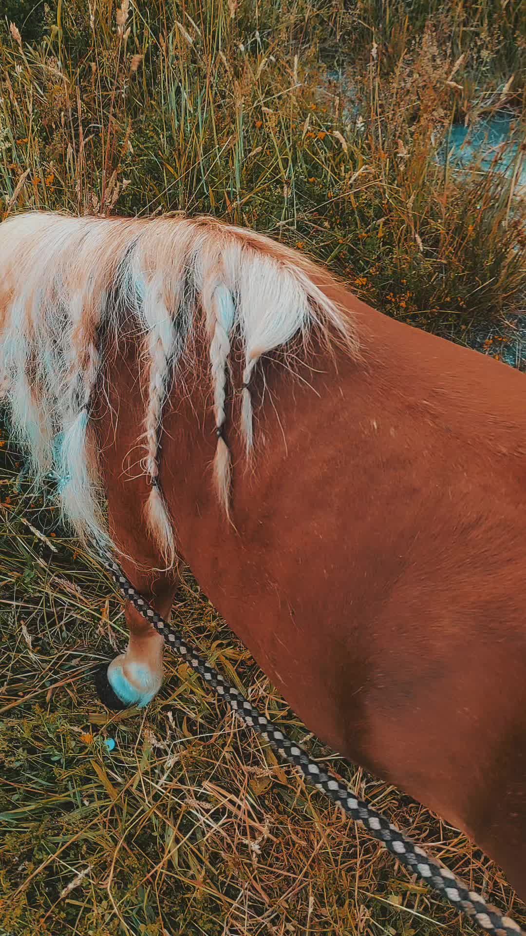 @Jjanet