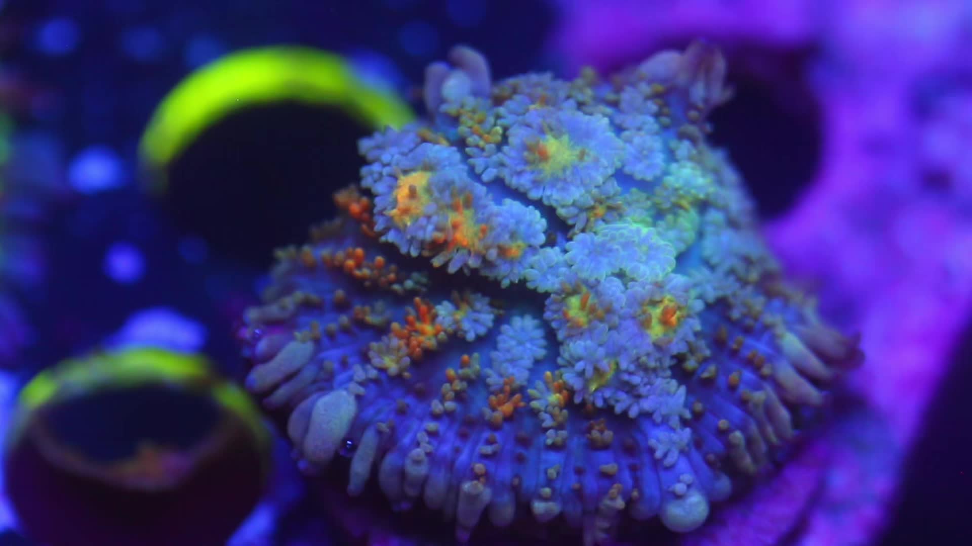 @Cali_Coral_Connect_hxa