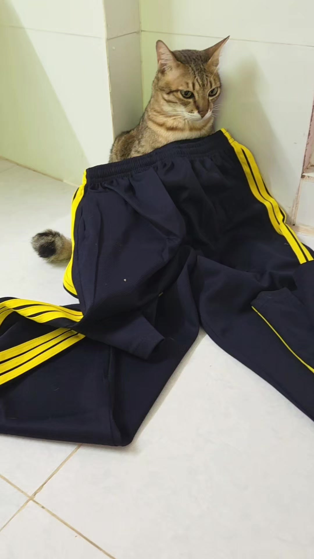 @Khế th&uacute;i