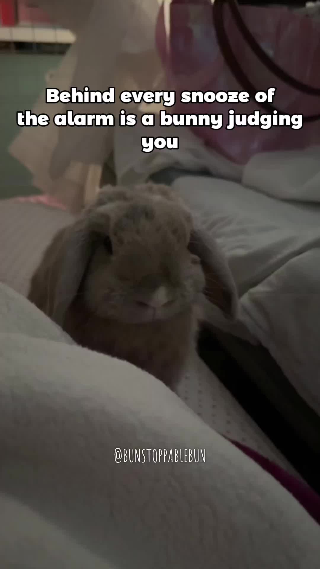 @BunBun, Mochi🌈, Chewy