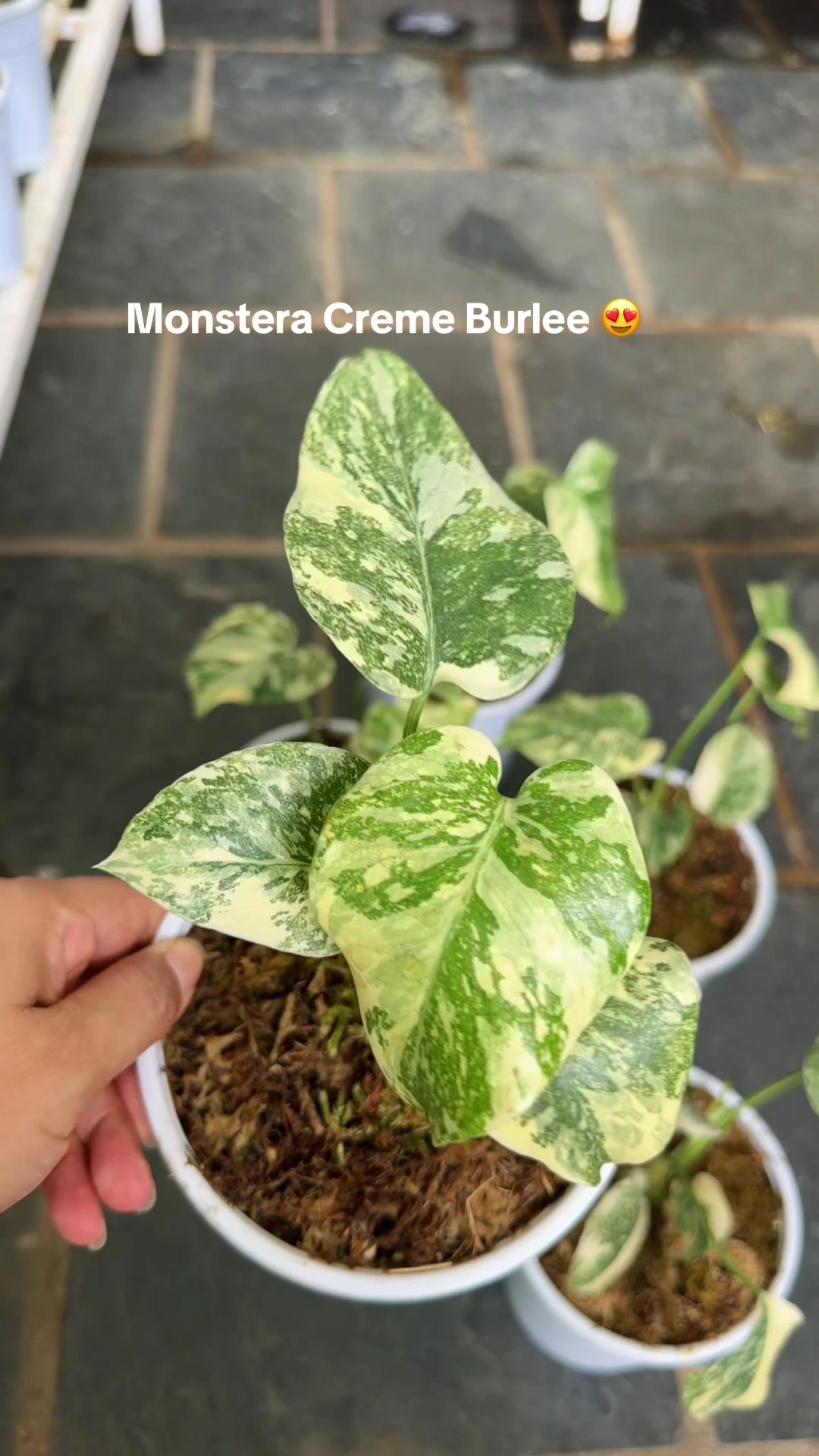 @Plantlife50