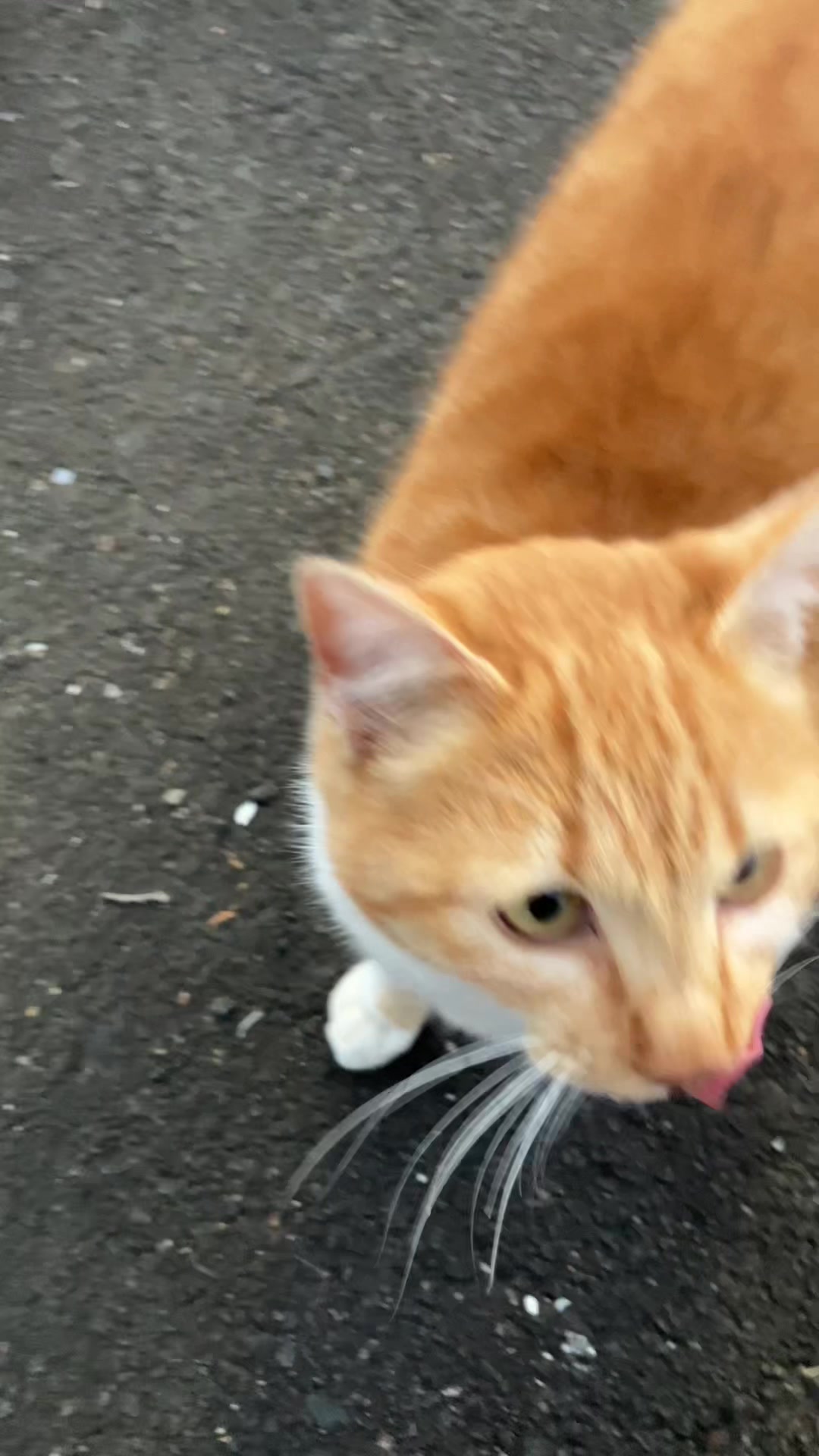 @猫型スネえもん🐳