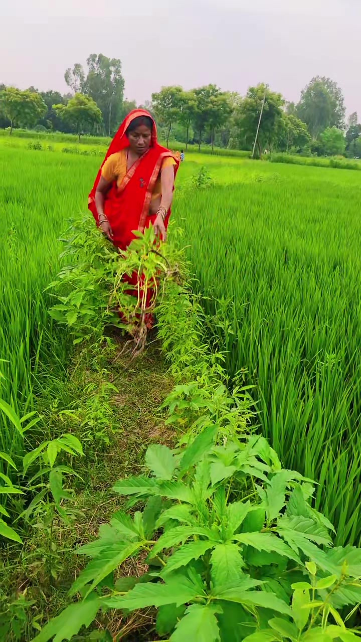 @shila thakur💚🌿🦋💙❤️💚💜💖