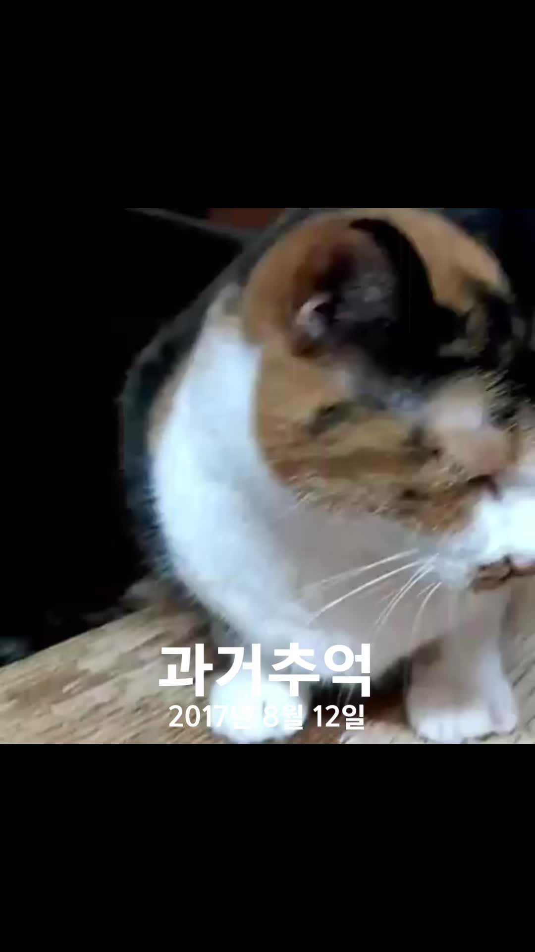 @곰고양이 Bearcat