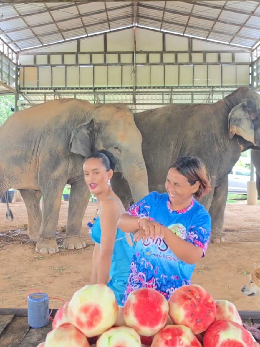 @ควาญช้างสาว"ชาลิดา"