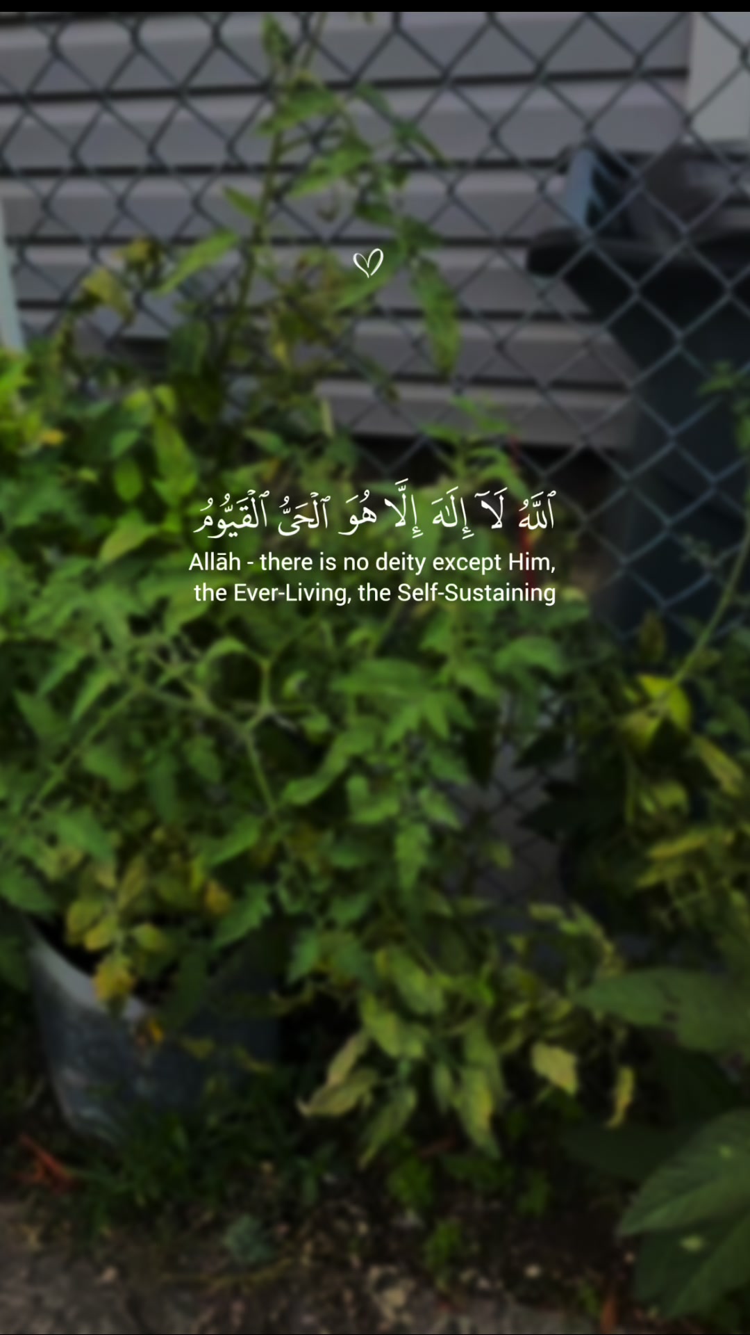 @Rayhan Miah