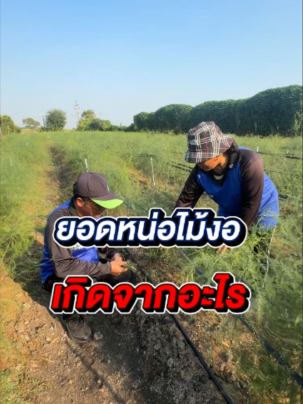 @4Tree A4S Thailand