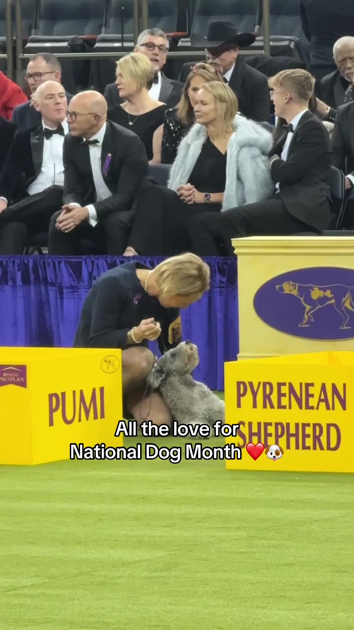 @Westminster Kennel Club
