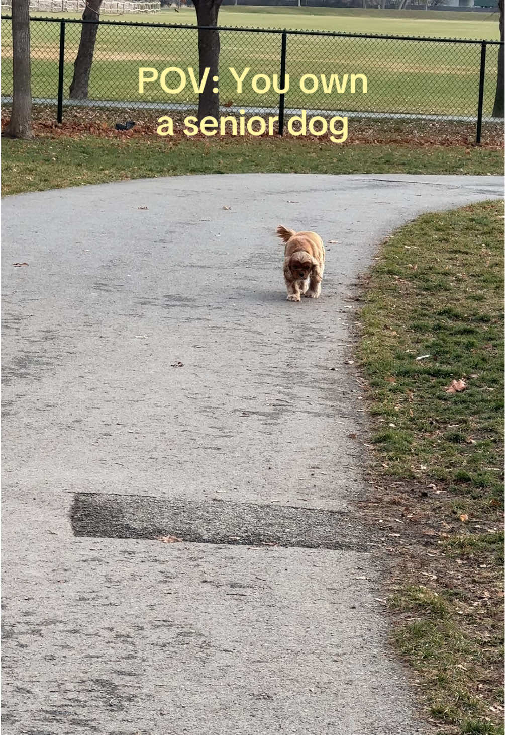 @Hope the Corgi