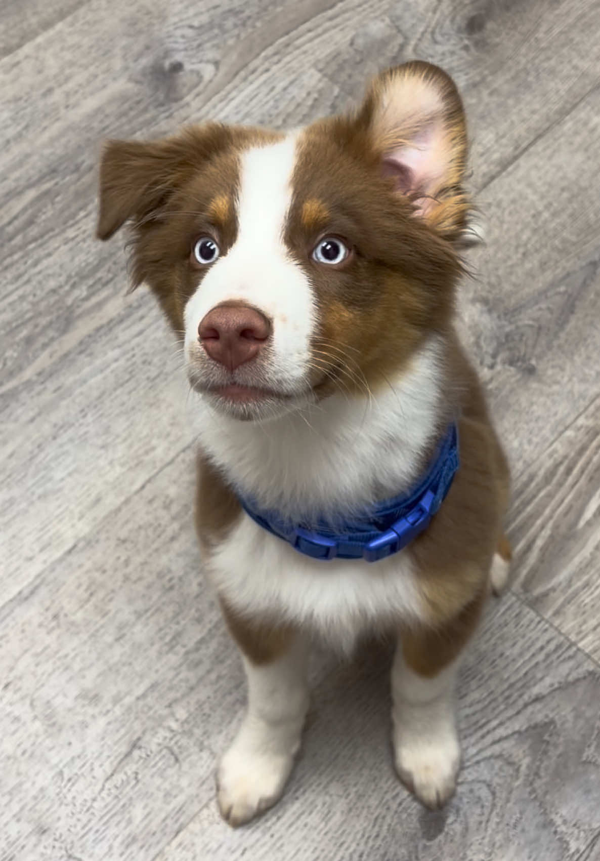 @Snodgrass Vet