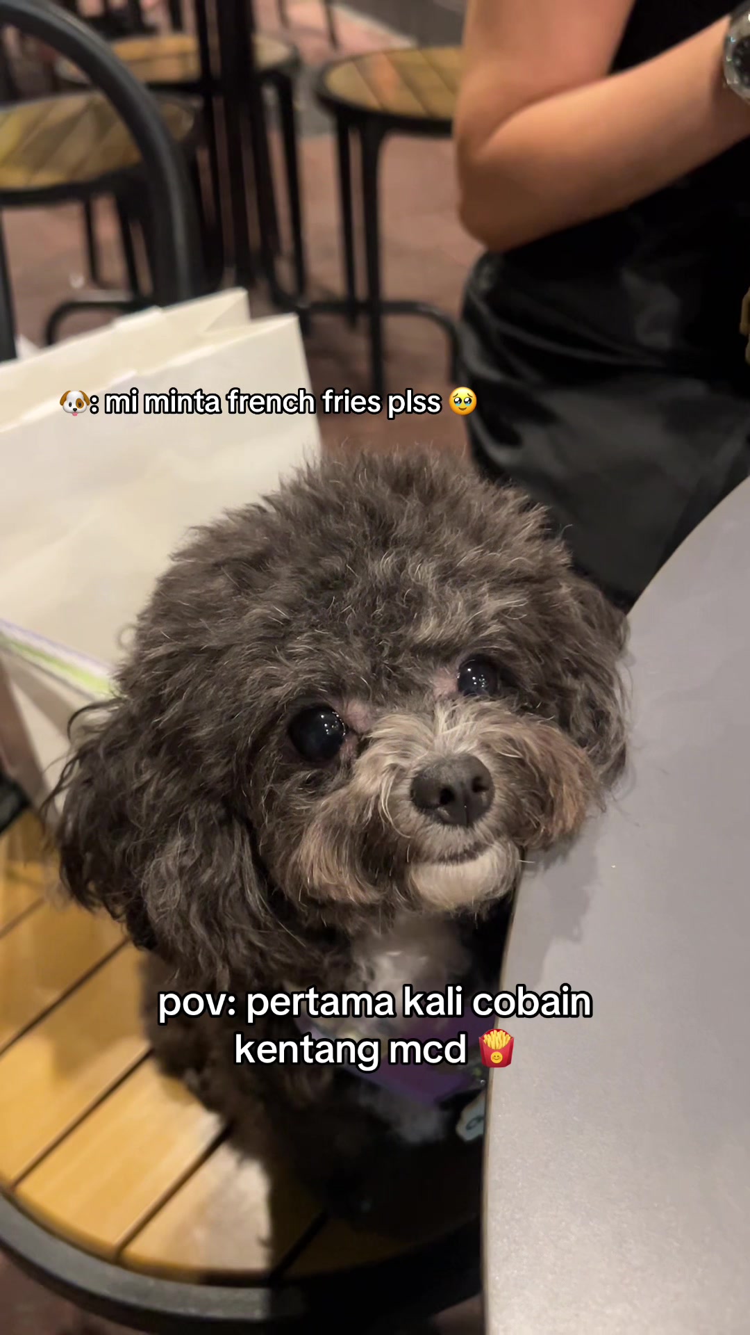 @chippi the poochon