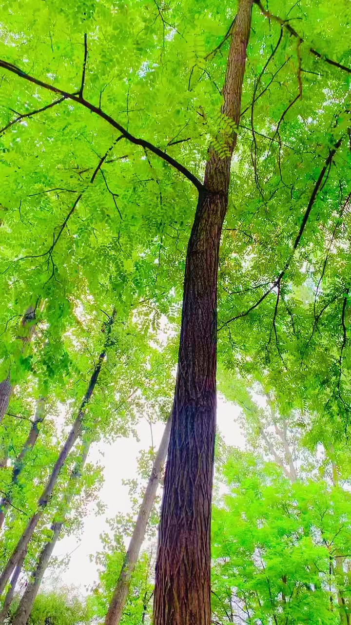 @A͎h͎s͎a͎n͎_kashmiri (کالعدم)