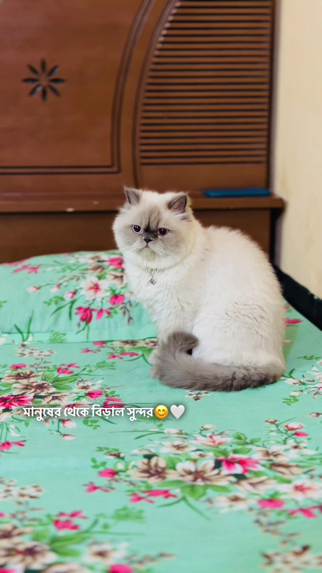 @Persian Cat Society❤️&zwj;🩹