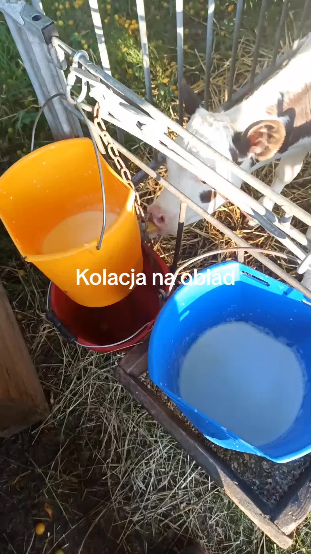 @Pawełek