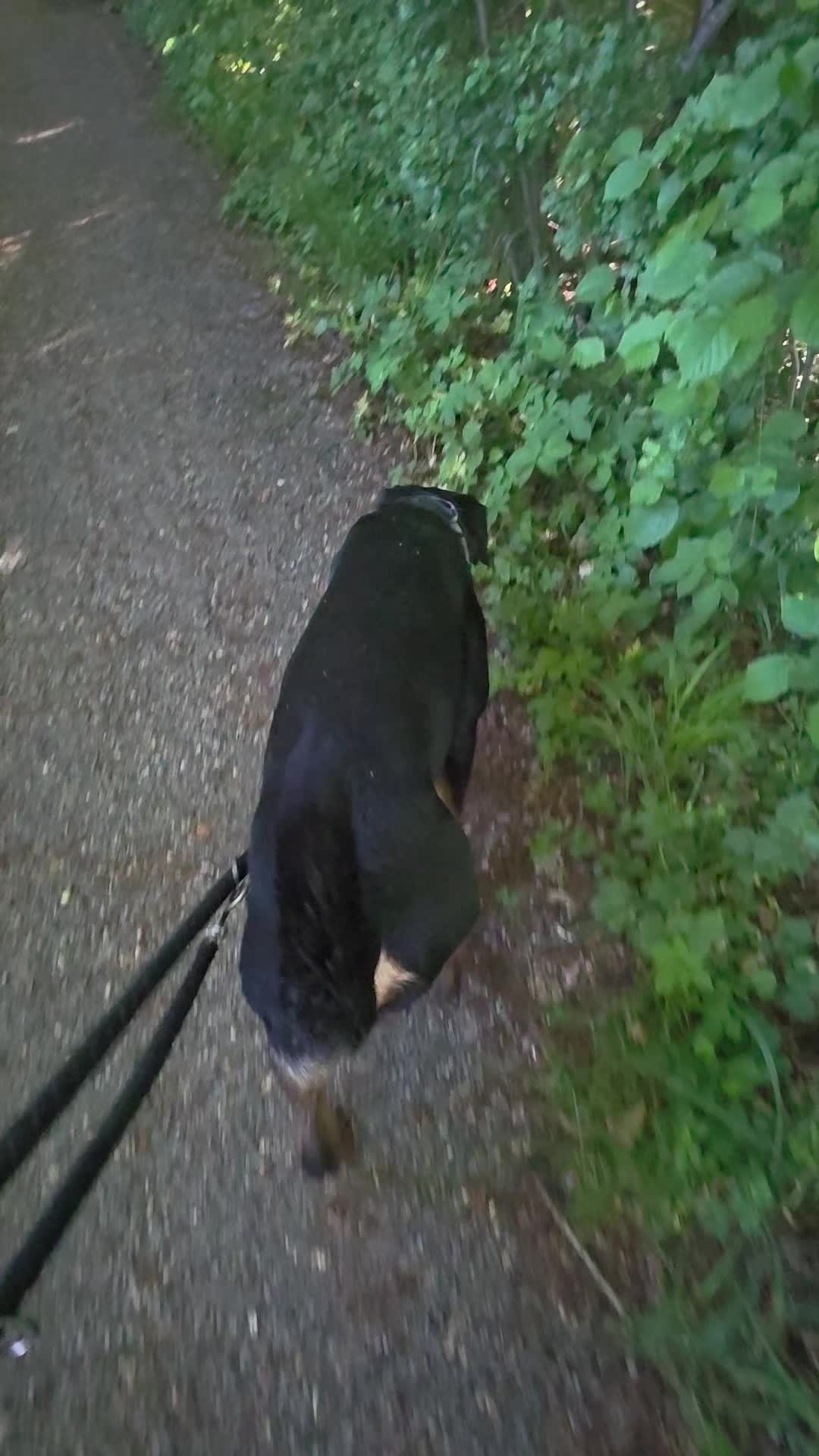 @Loki der Rottweiler