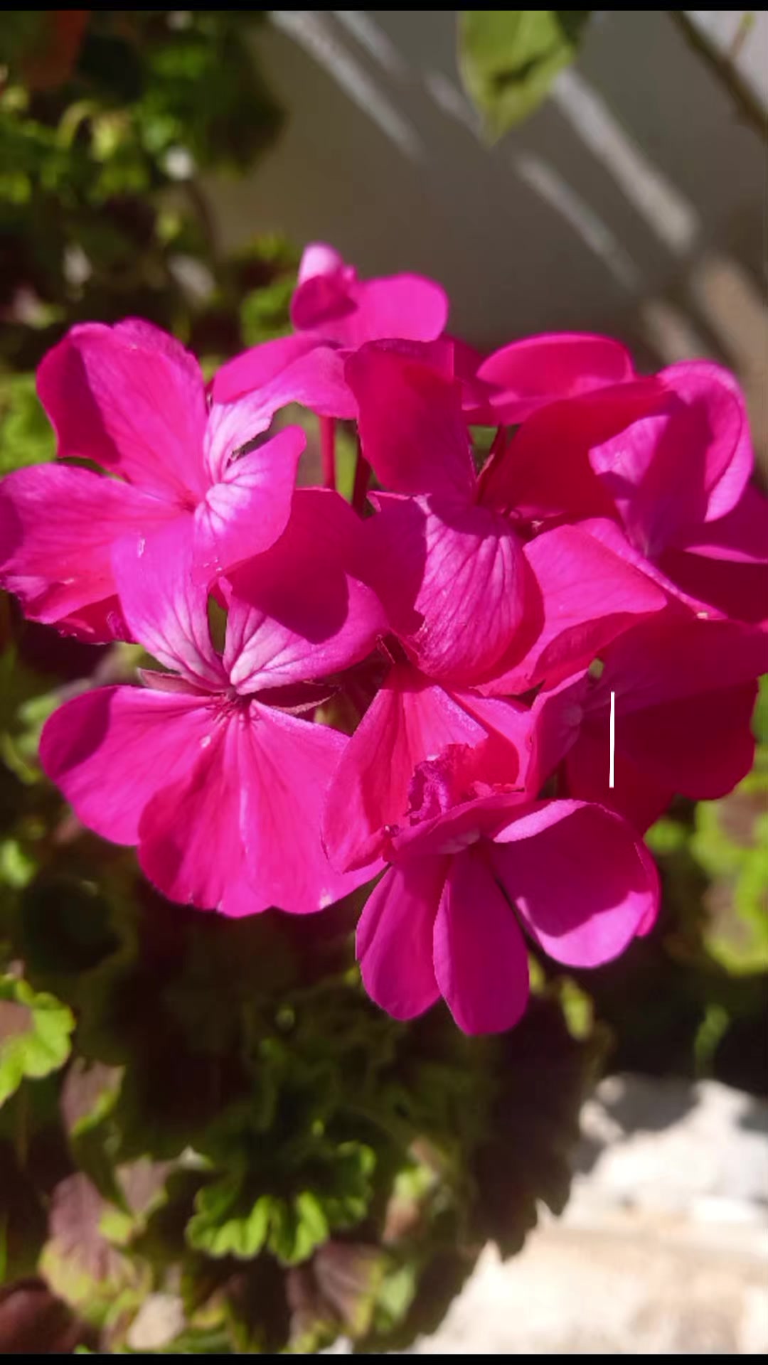 @꧁💞🎶Ř&Atilde;Ŵ&Atilde;Ň💞🎶꧂