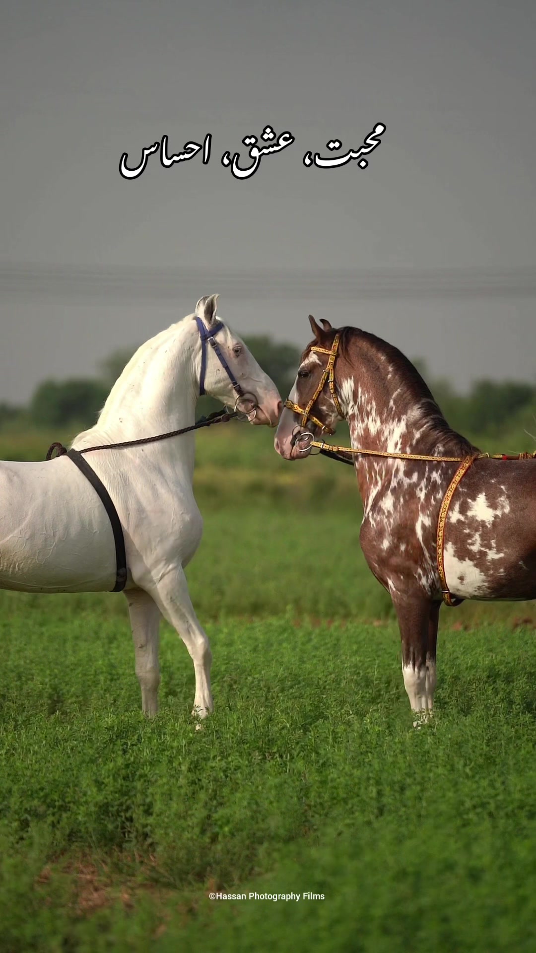 @SUNRISE STUD FARMS RAWALPINDI