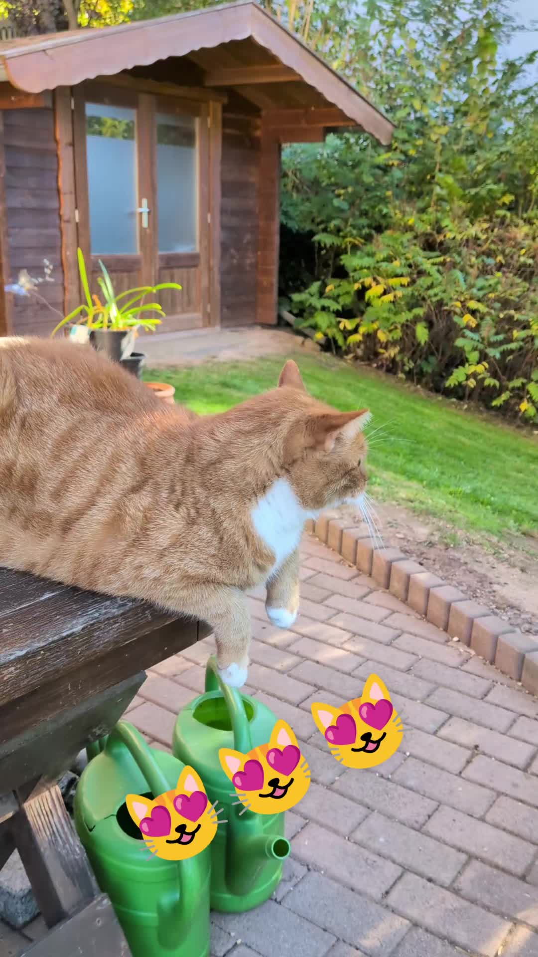@😻Katrin&Odin 😻Modi Muddi 😻