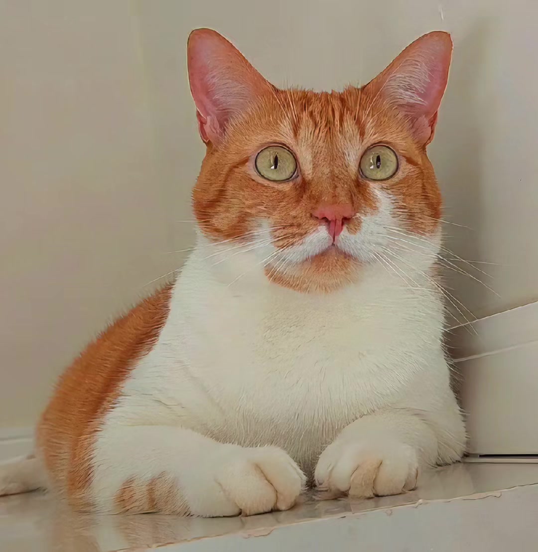@O GATO ZEZ&Eacute;