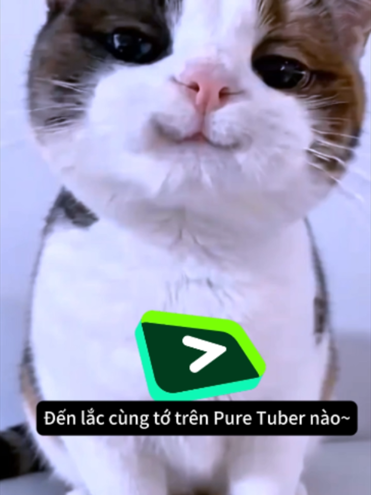 @Pure Tuber Vietnam