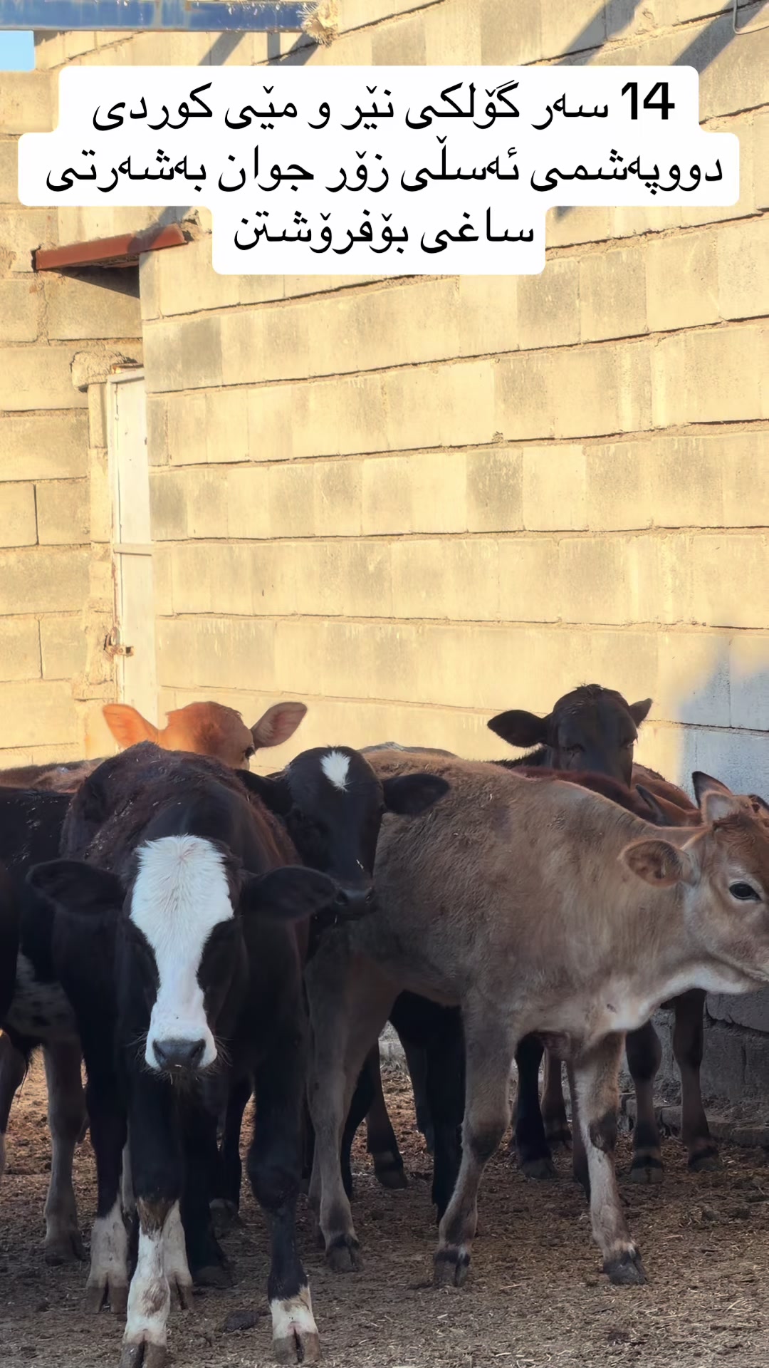 @مەیدانی ئاژەڵانی محمد 🐄🐂