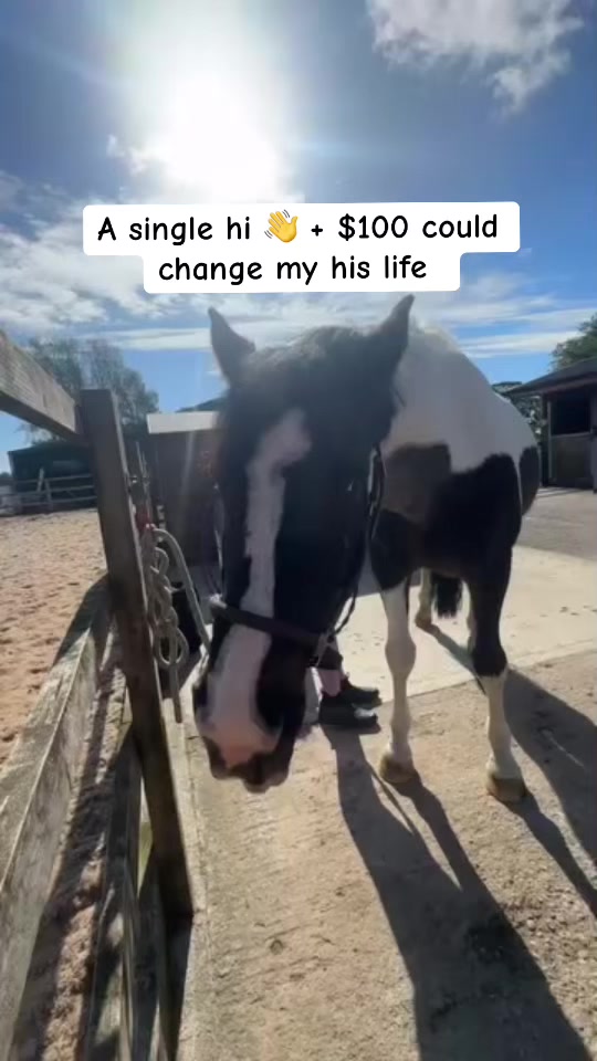 @maverickhorserescueorg