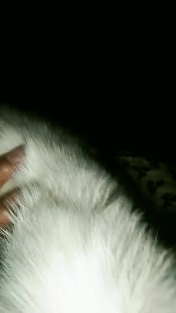@hafsach216