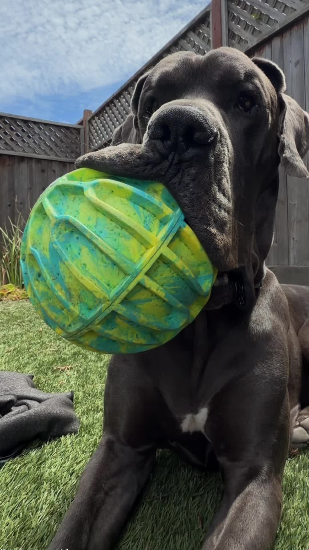 @GUNNER | Great Dane