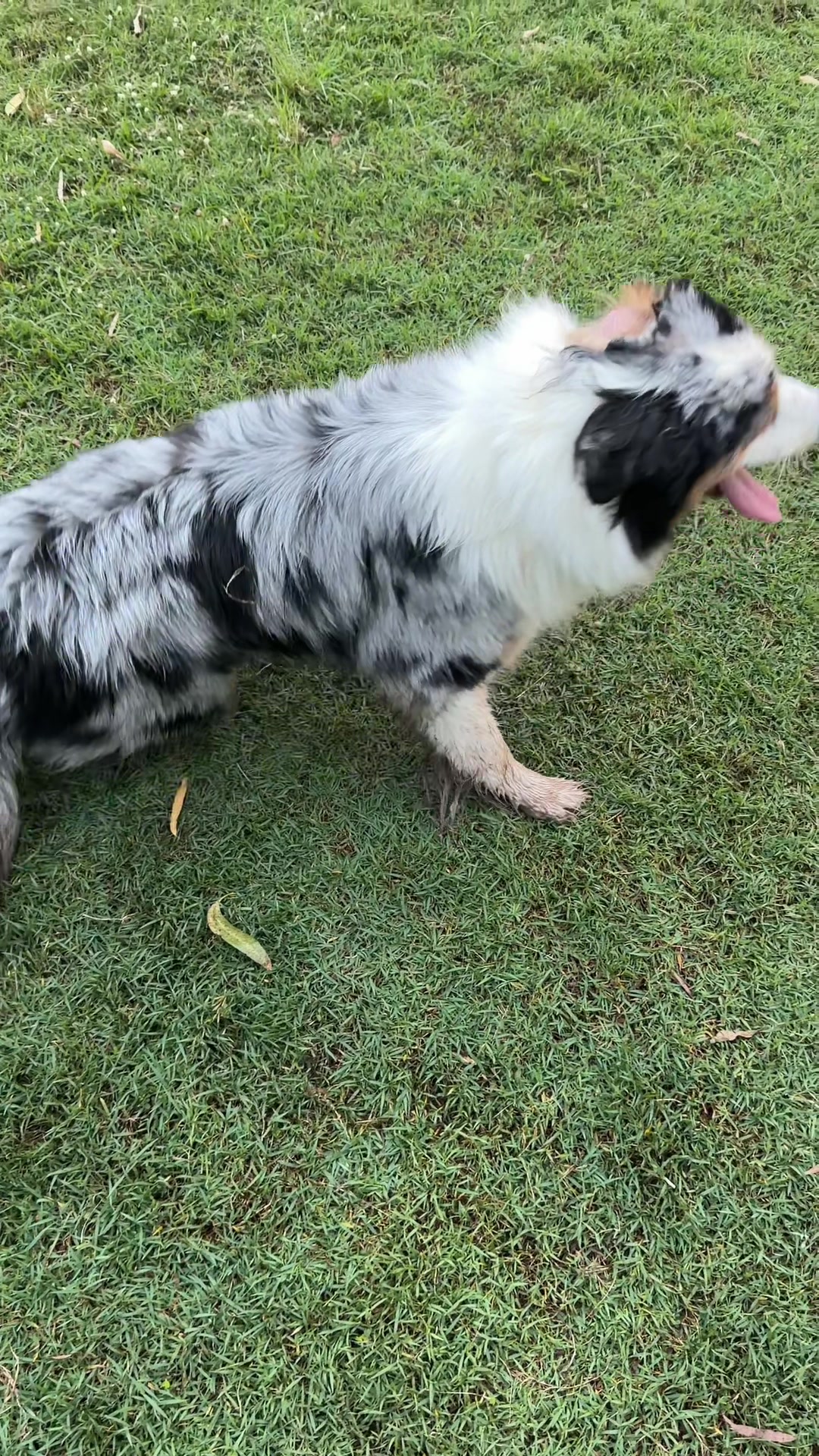 @Chenelle | Pet Sitter Podcast