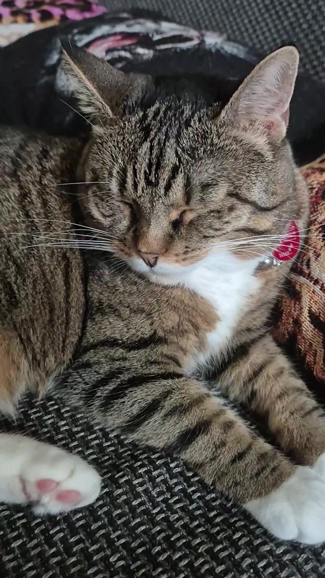 @Fluffy Cat
