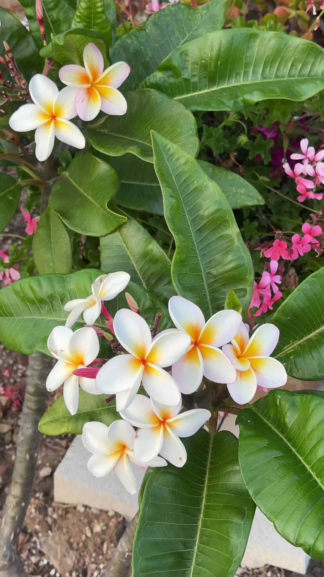 @Fruitgoop