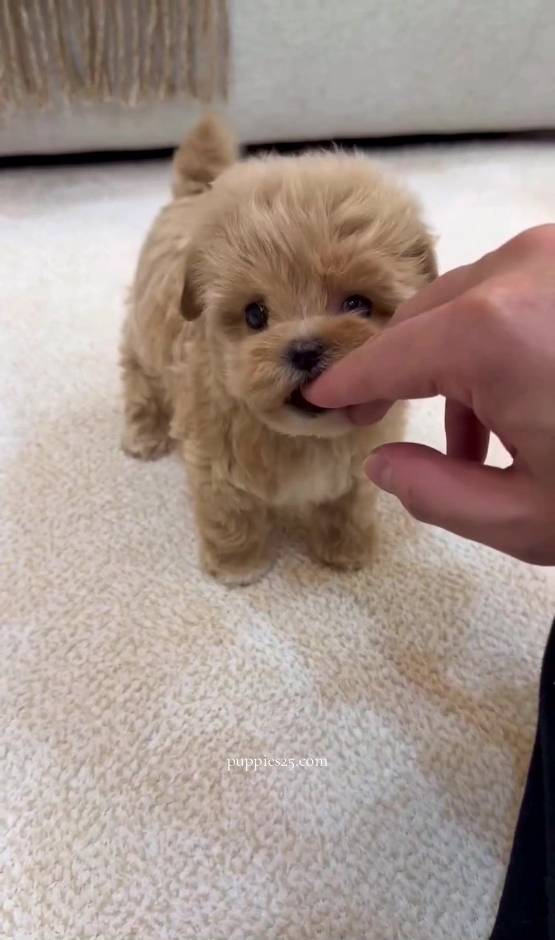 @PAWFECT