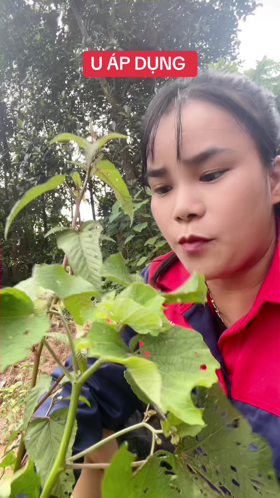 @Ngọc Chinh Miền N&uacute;i