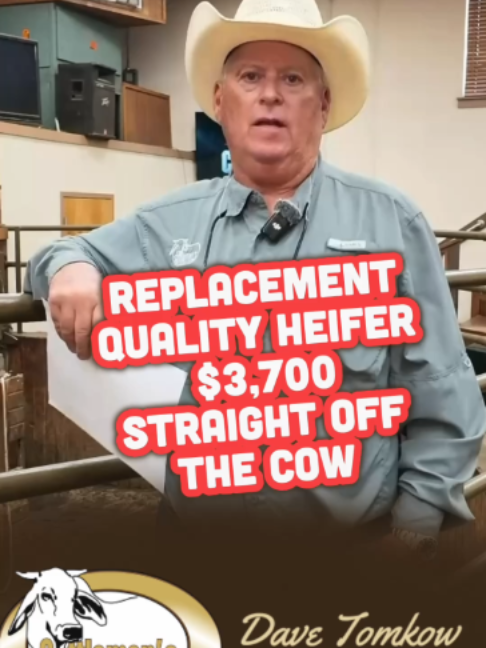 @Cattlemen’s Livestock Market