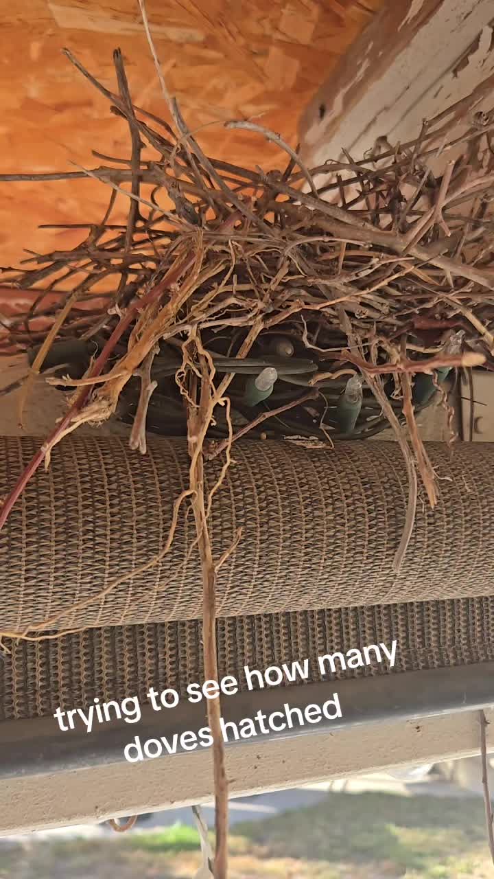 @fairy19