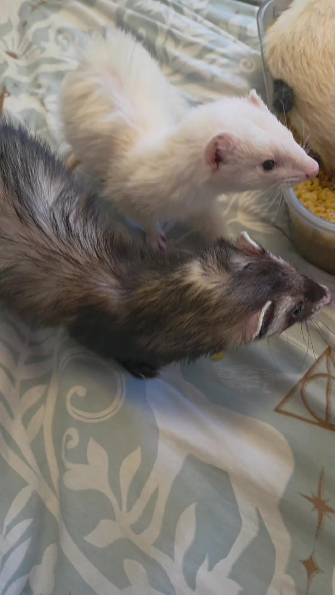 @FuffyFerrets