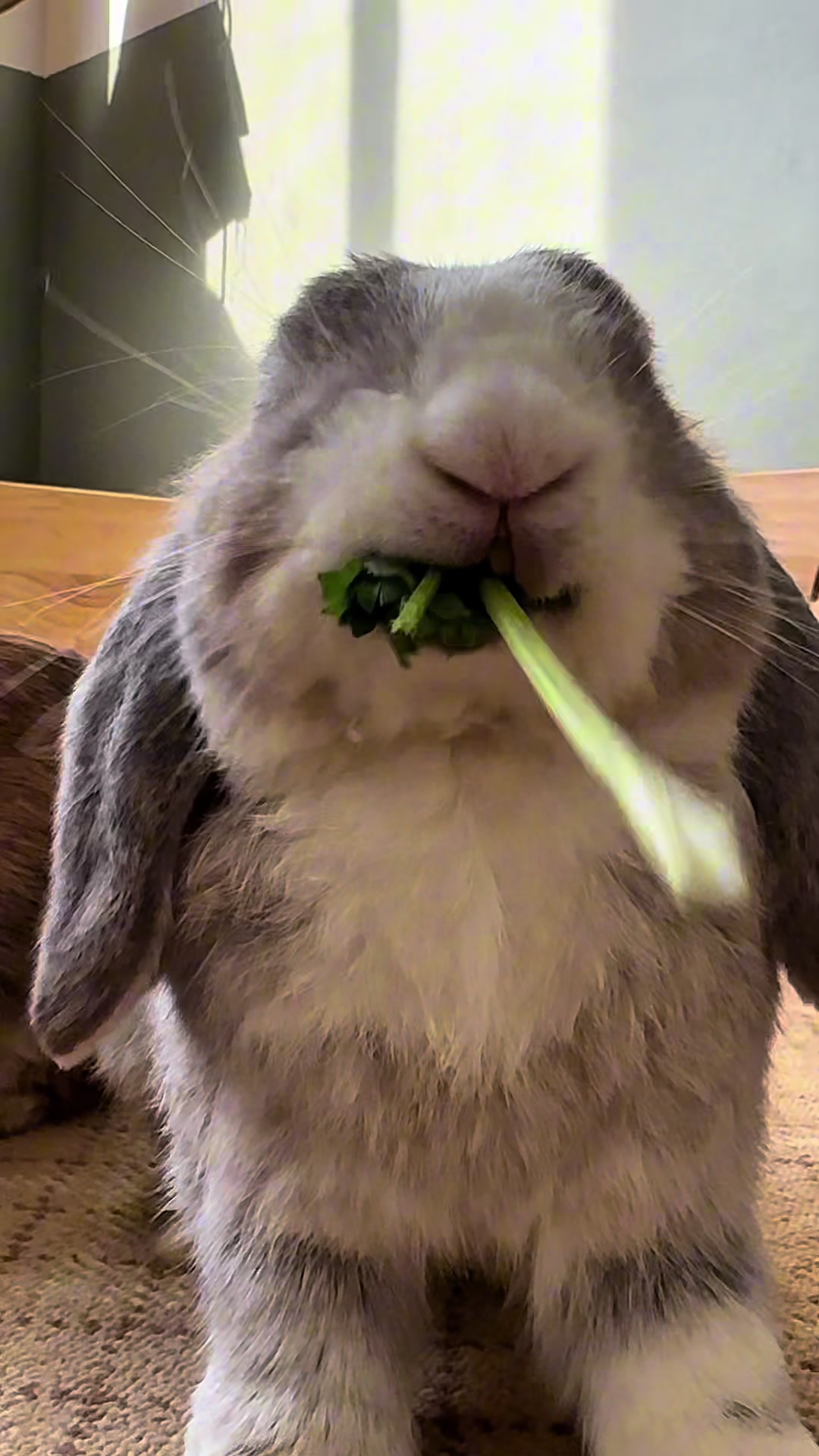 @Taotao Bunnyfamily