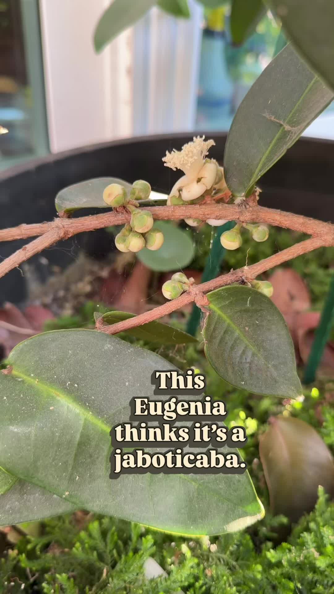 @FancyPlantsLA